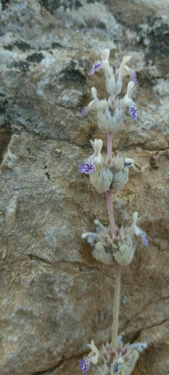 پونه سای انبوه - معرفی گیاهان بومی ایران